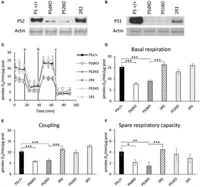 Presenilin 2-Dependent Maintenance of Mitochondrial Oxidative Capacity and Morphology